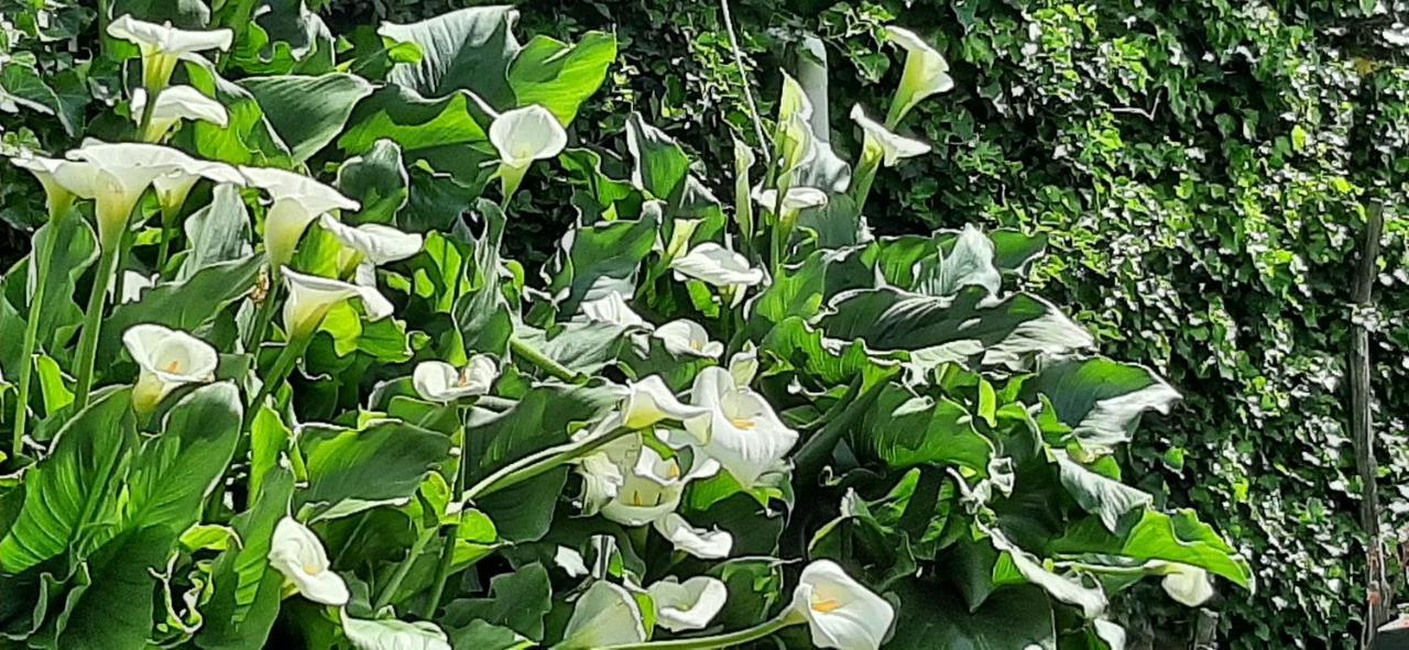 B&B L' Antica Macina Quiliano Dış mekan fotoğraf