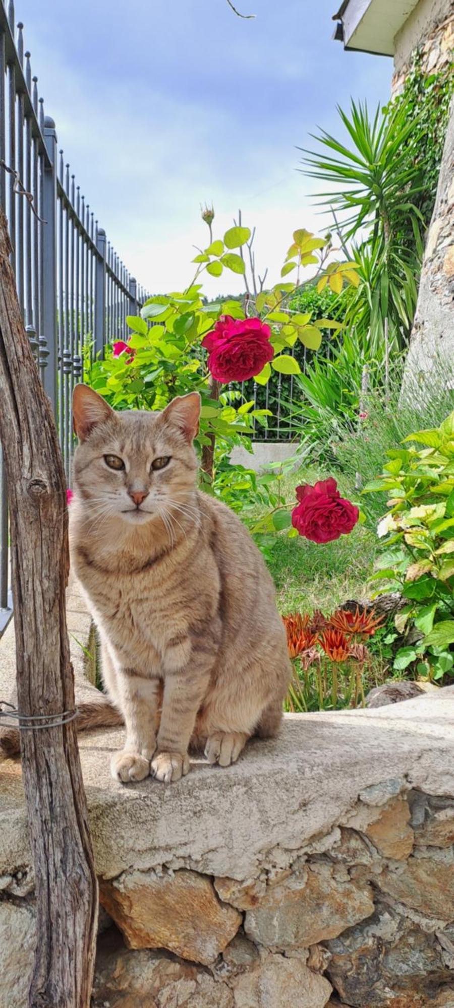 B&B L' Antica Macina Quiliano Dış mekan fotoğraf